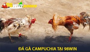 Đá Gà Campuchia